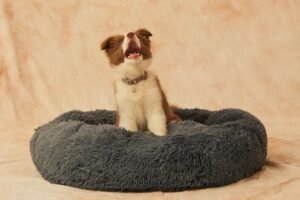 Puppy in bed staring up