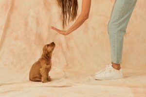 Owner housebreaking a puppy