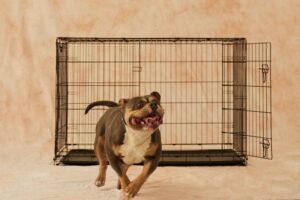 Dog in front of a dog crate