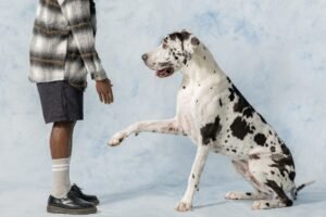 Dog shaking a humans hand