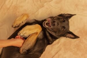 Happy dog getting belly rubs