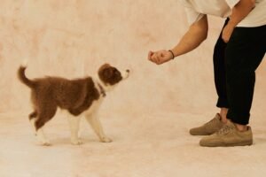 Puppy sniffing a treat in the hand