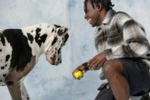 Dog staring at a tennis ball