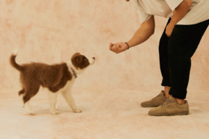 Dog owner rewarding his puppy