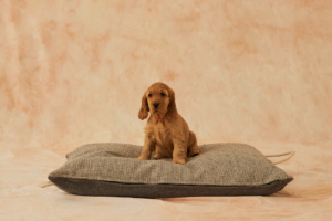 Puppy on a dog bed