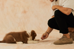 Person socialising a puppy