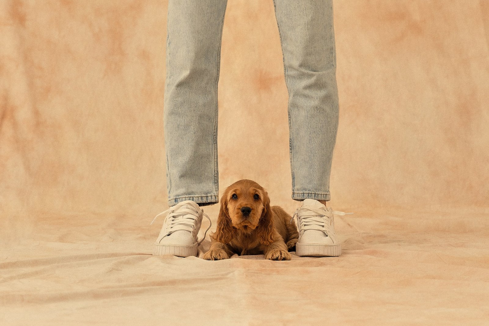 Best Housebreaking Tips for Puppies