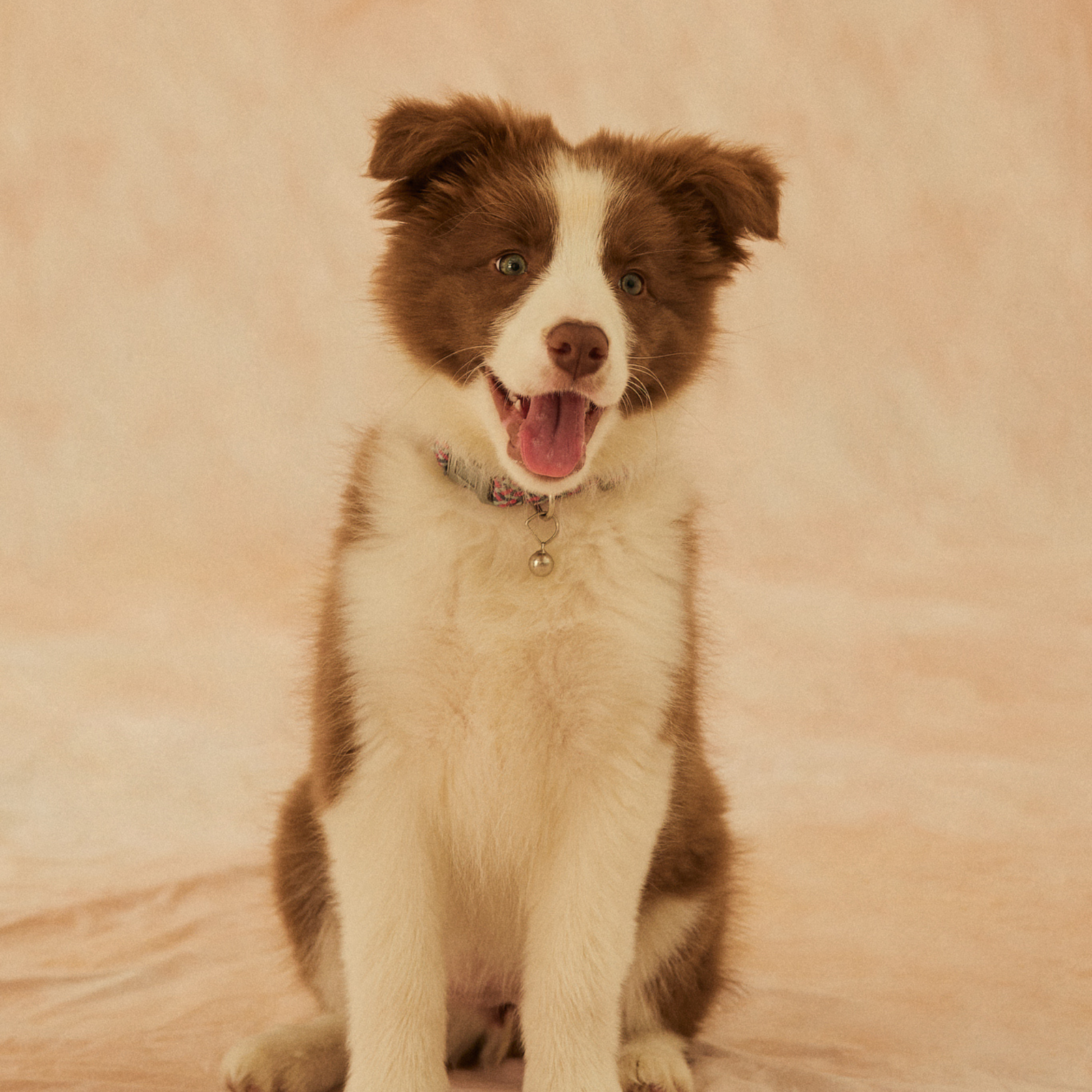 Preparing for a New Puppy: Our Guide to a Smooth Transition