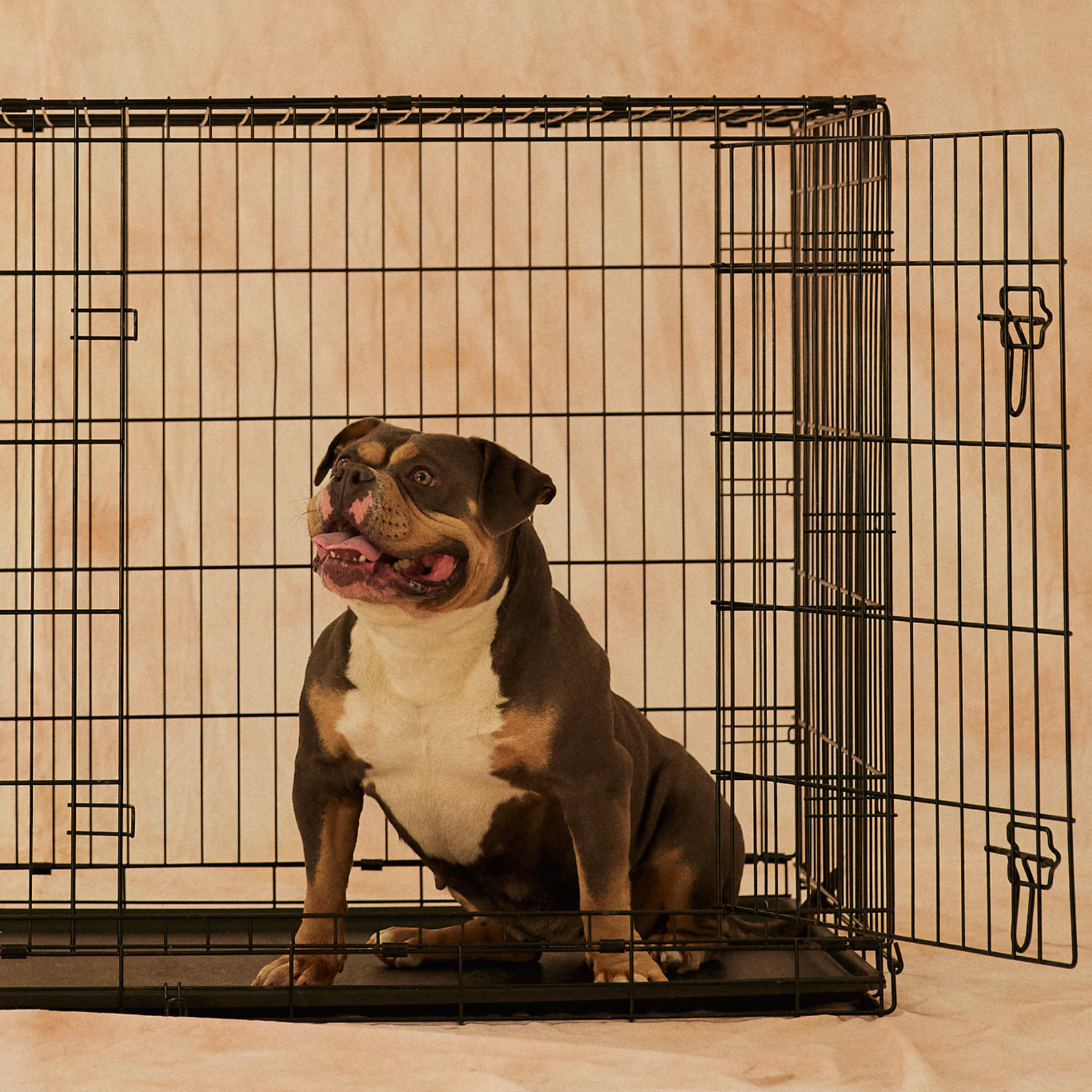 Crate Training: The Key to Stress-Free Living with Your Dog