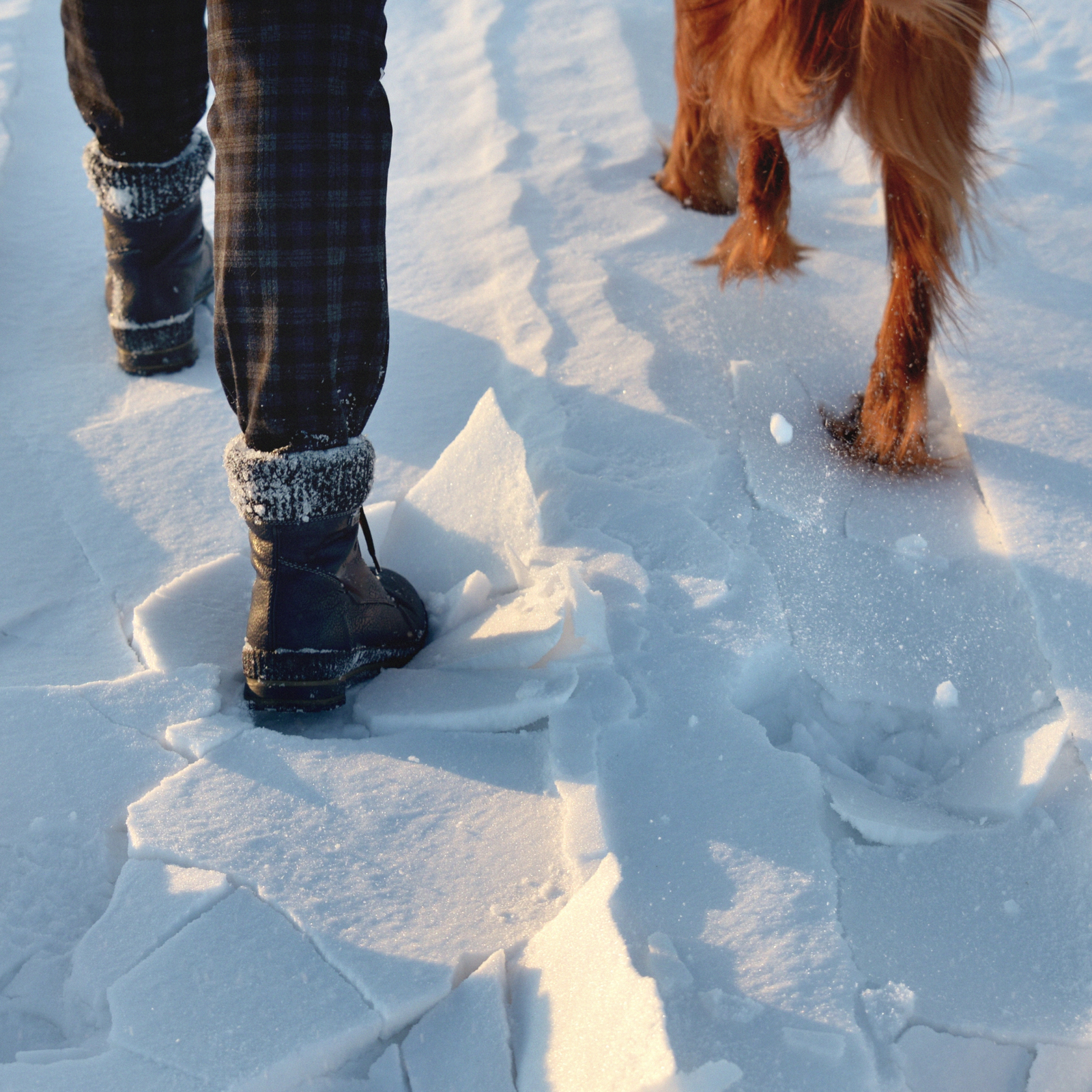 Winter Time Dog Training: Keeping Your Dog Engaged When It’s Cold Outside