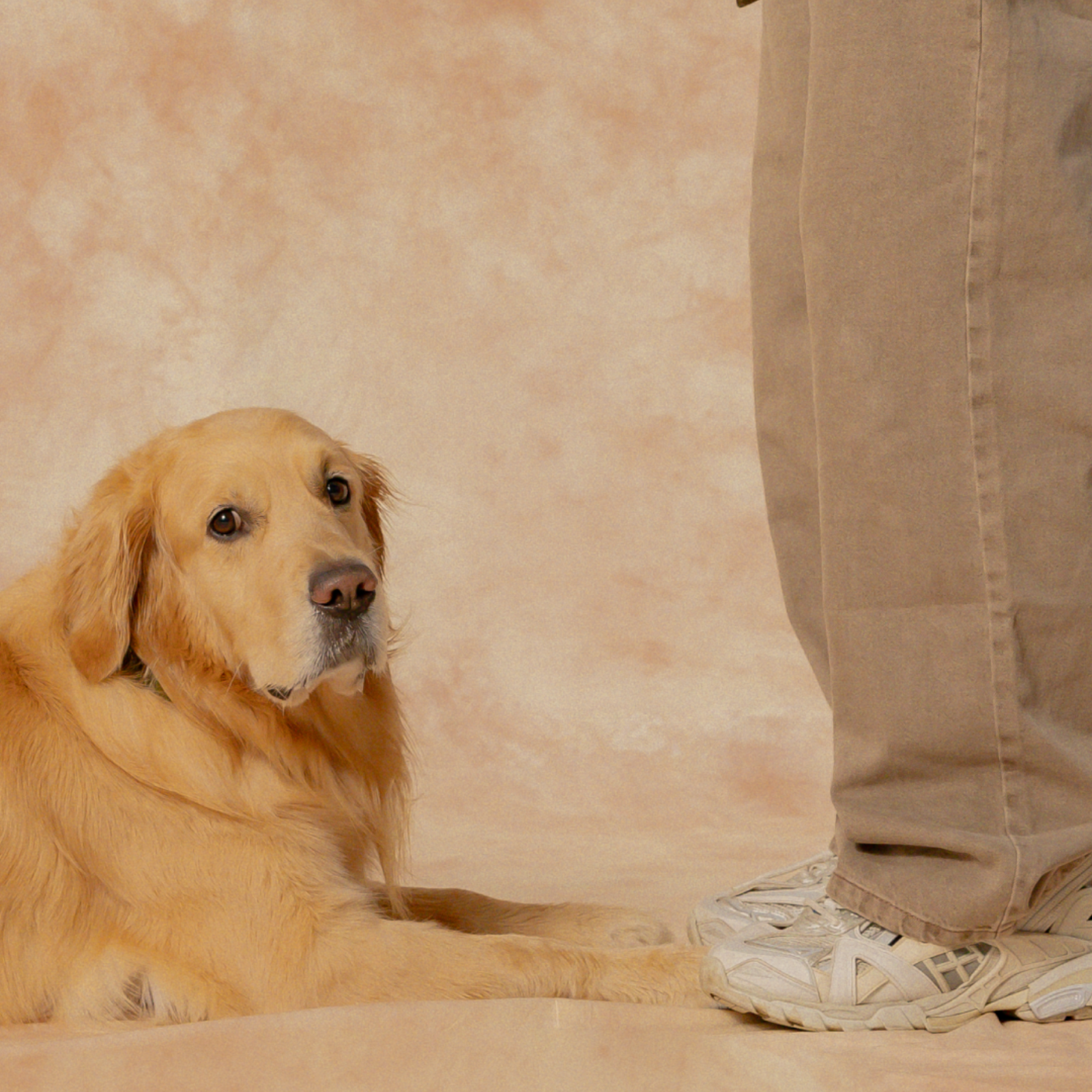 Post-Holiday Separation Anxiety in Dogs: What You Need to Know