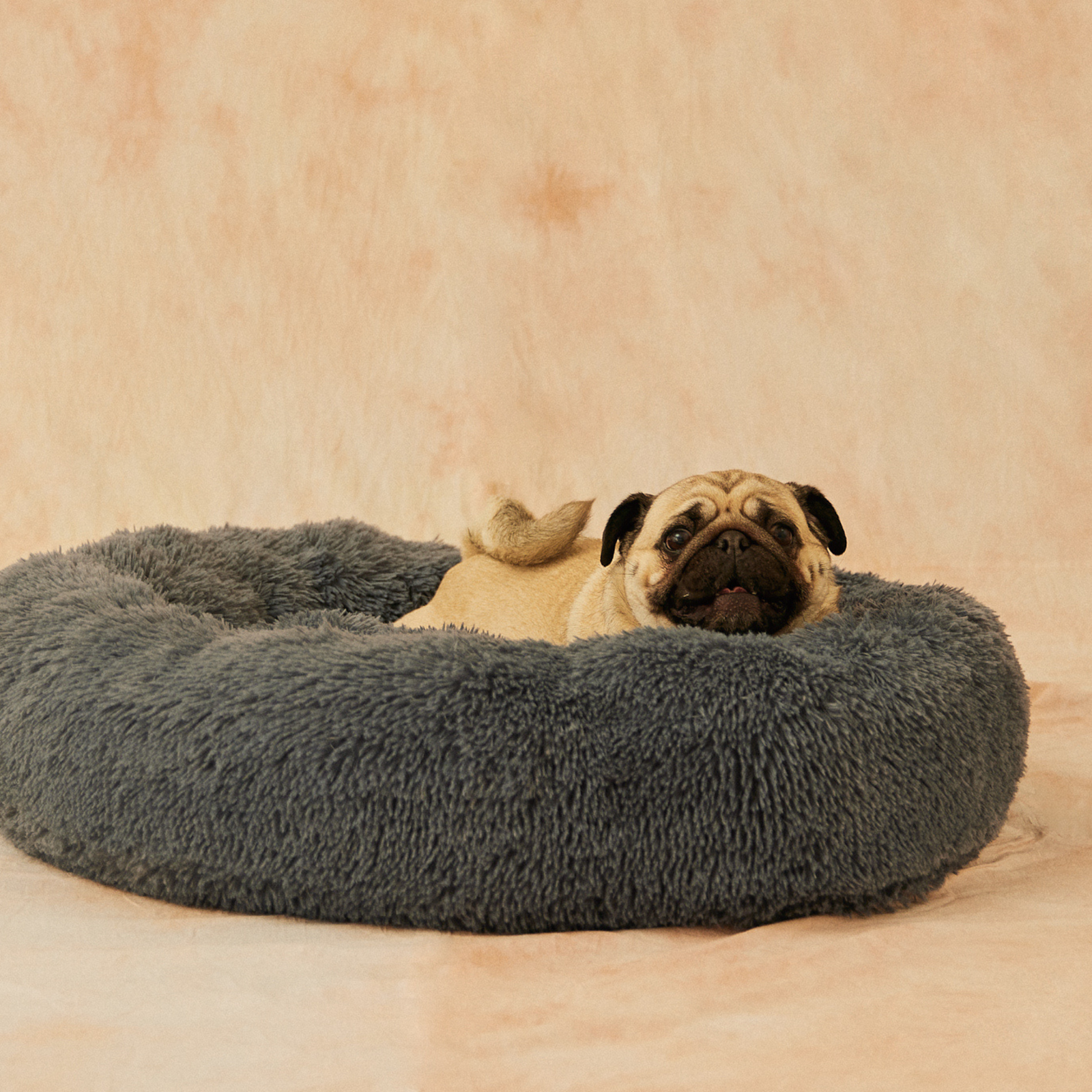 How to Reestablish Your Dog’s Routine After the Holidays