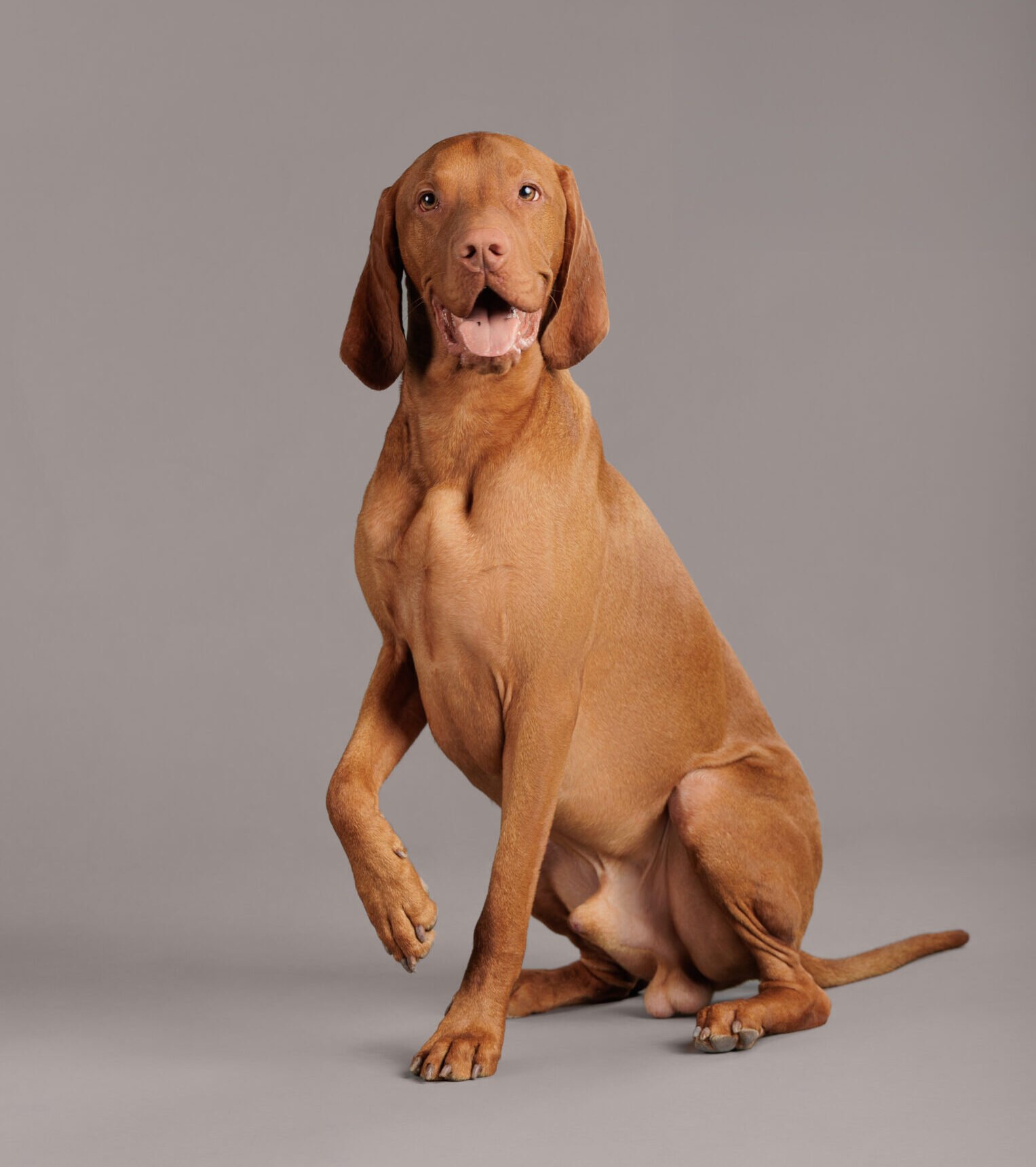 Why Choose Dogit