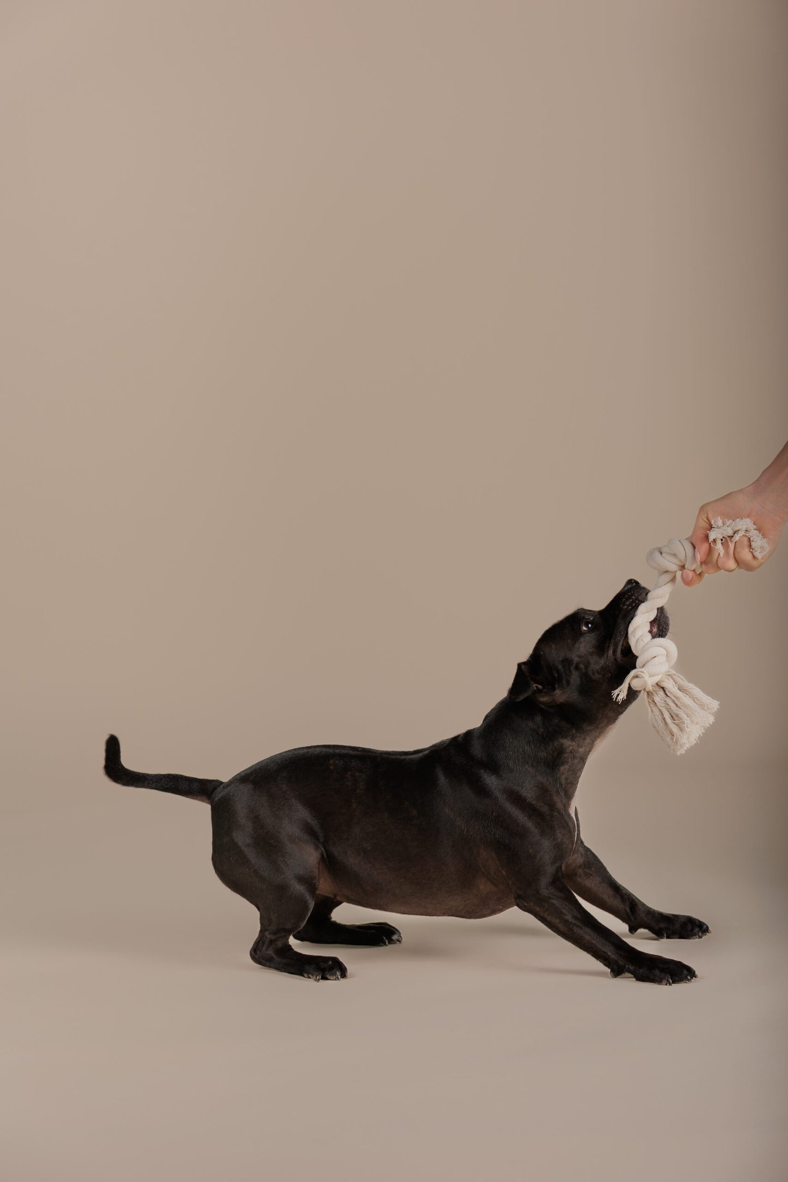 Understanding Drive in Dogs: Why Breed Matters