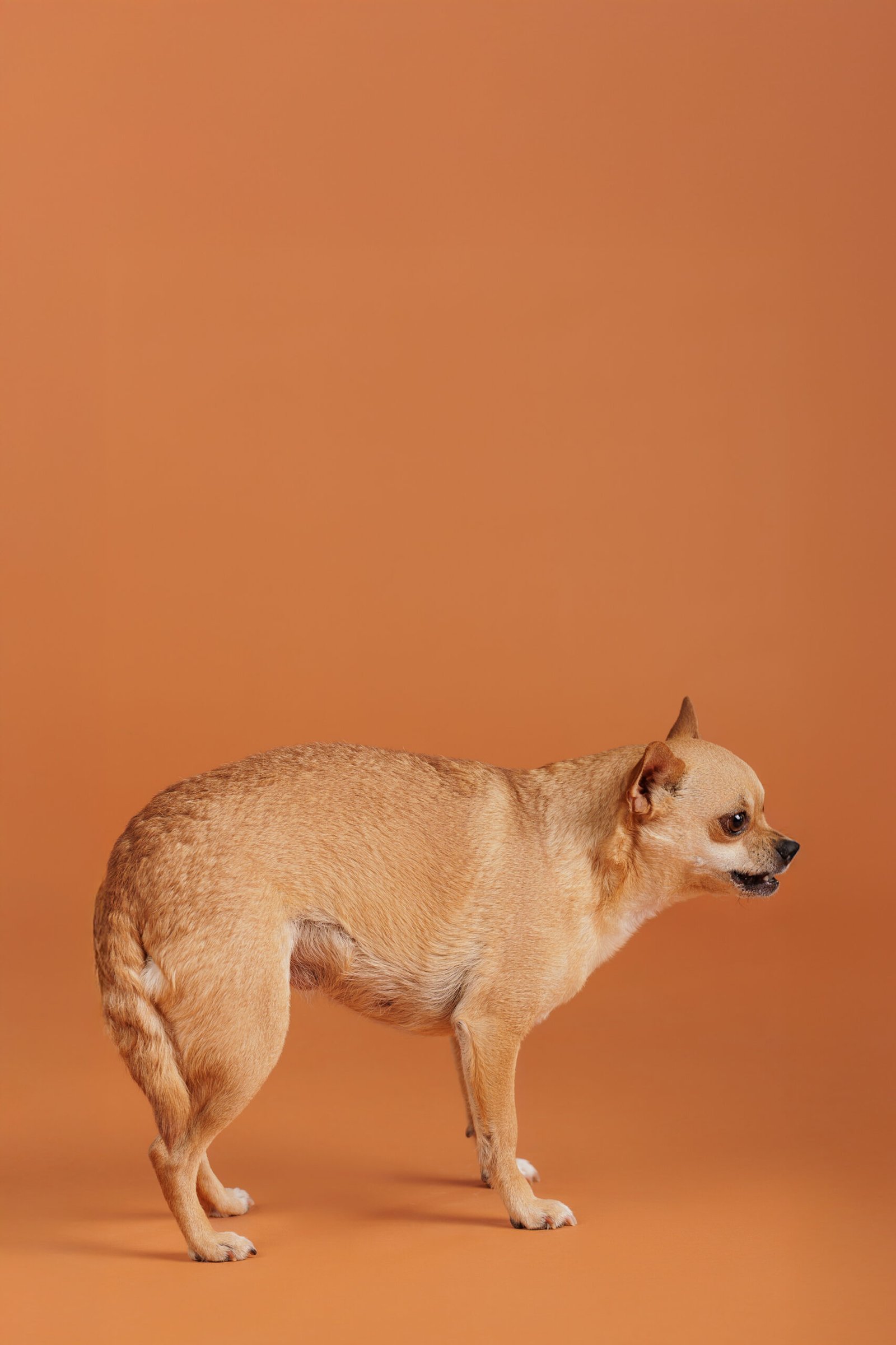 Decoding Dog Body Language and Behaviour