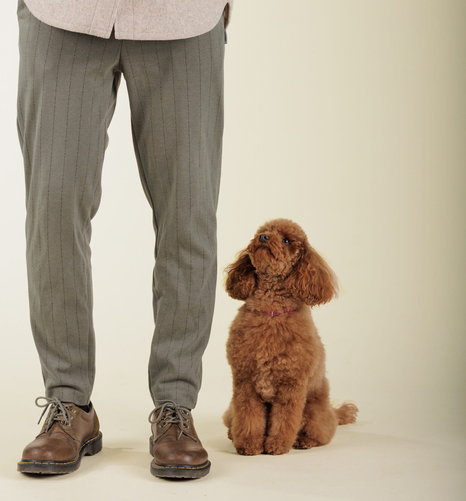 From Puppy School to Advanced Training: What Level Are You On?