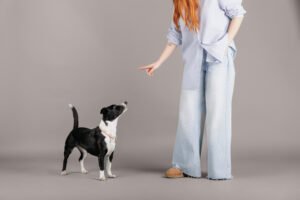 busy life and dog