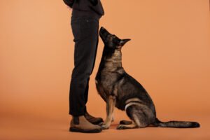 consistent dog training with owner