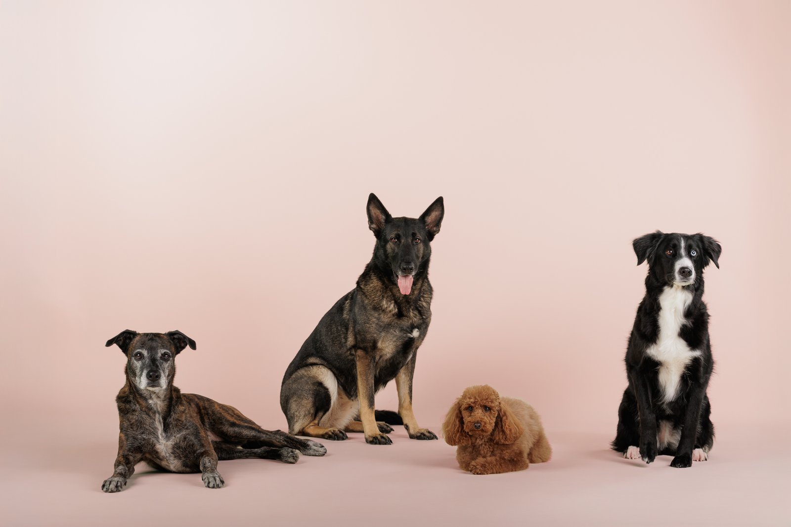 Dealing with multi-dog households: Training when you have more than one dog