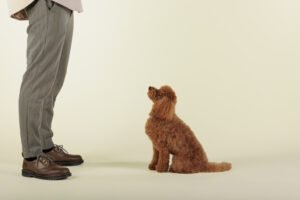 consistent dog training 